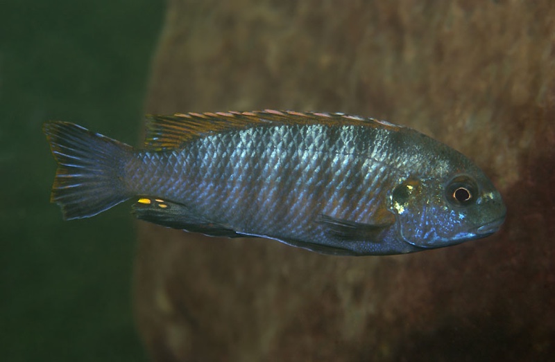Pseudotropheus galanos
